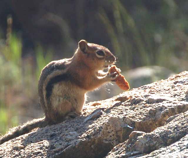 chipmunk at Lakeview Campground